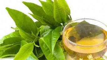 Defne yaprağının faydaları saymakla bitmiyor: Kokusu bile sakinleştiriyor! Tam yararını hala kimse bilmiyor