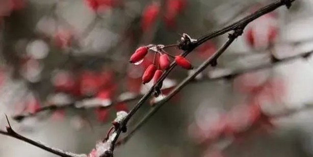 Değerini Ruslar biliyor! Doğanın mucizesi: 7 saatte toplanan bu meyve bedava antikor üretiyor! 