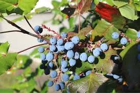 Foto - Değerini Ruslar biliyor! Doğanın mucizesi: 7 saatte toplanan bu meyve bedava antikor üretiyor! 