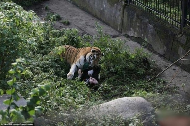 Foto - Dehşet anları kamerada! Avını bırakan kaplan bir anda insanlara saldırdı