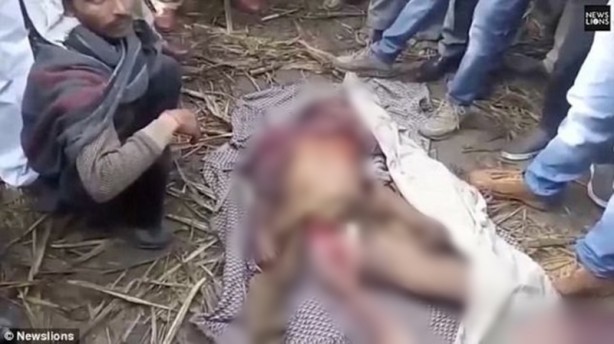 Dehşet anları kamerada! Avını bırakan kaplan bir anda insanlara saldırdı