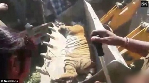 Foto - Dehşet anları kamerada! Avını bırakan kaplan bir anda insanlara saldırdı