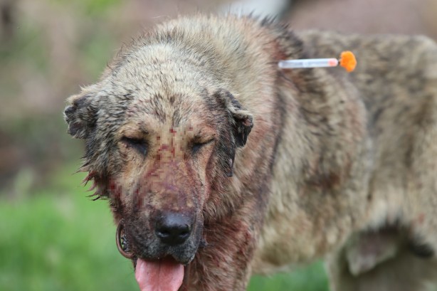 Foto - Dehşet! Sokak köpeği önce çocuğu ısırdı ardından bir başka köpeği boğdu