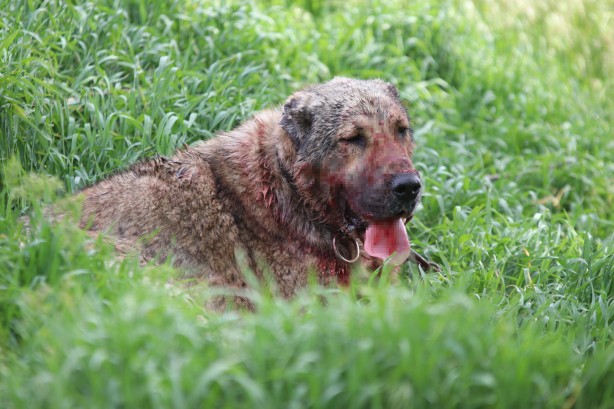 Foto - Dehşet! Sokak köpeği önce çocuğu ısırdı ardından bir başka köpeği boğdu