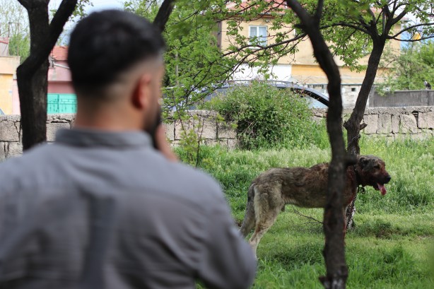 Foto - Dehşet! Sokak köpeği önce çocuğu ısırdı ardından bir başka köpeği boğdu