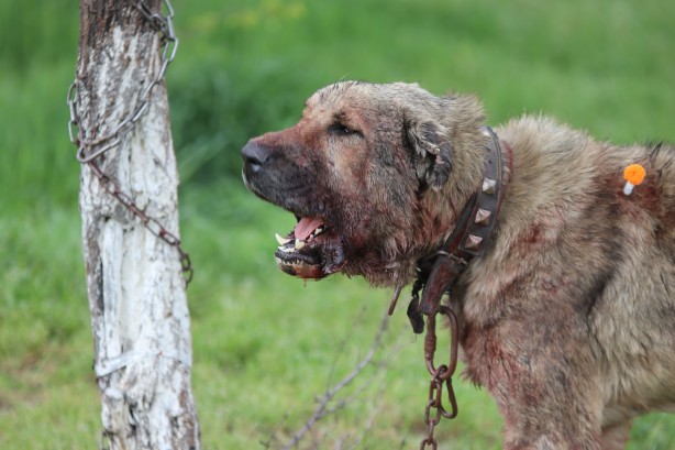 Foto - Dehşet! Sokak köpeği önce çocuğu ısırdı ardından bir başka köpeği boğdu