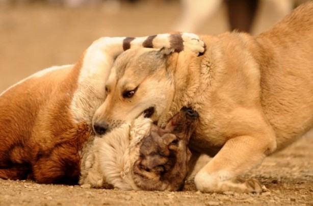  Dehşete düşüren hayatta kalma mücadelesi