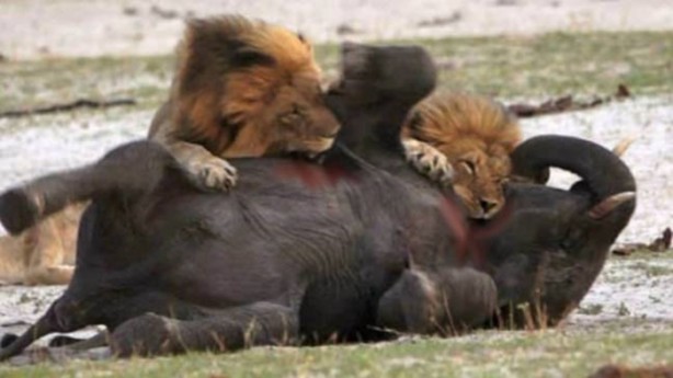 Foto - Dehşete düşüren hayatta kalma mücadelesi