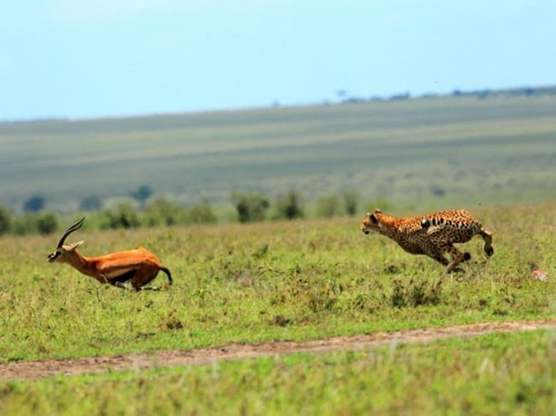 Foto - Dehşete düşüren hayatta kalma mücadelesi