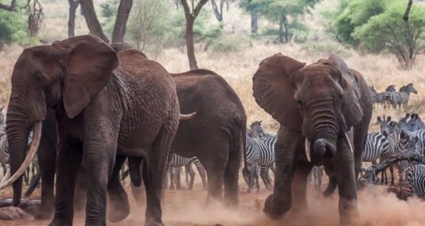 Foto - Dehşete düşüren hayatta kalma mücadelesi