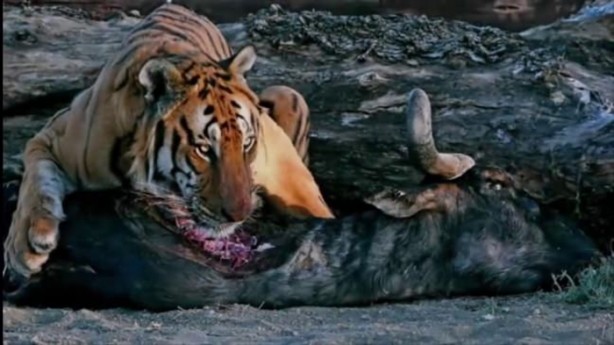 Foto - Dehşete düşüren hayatta kalma mücadelesi