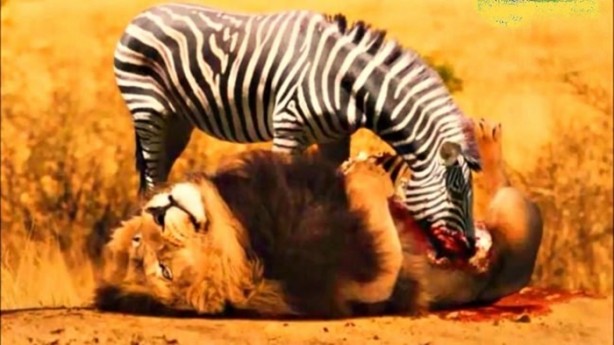 Foto - Dehşete düşüren hayatta kalma mücadelesi