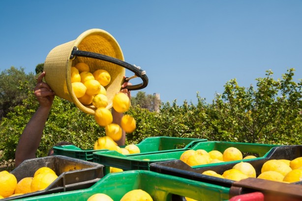 Foto - Dehşete düşüren iddia! Türkiye'den gönderilen limonlarda tespit edildi, o ülke hemen iade etti