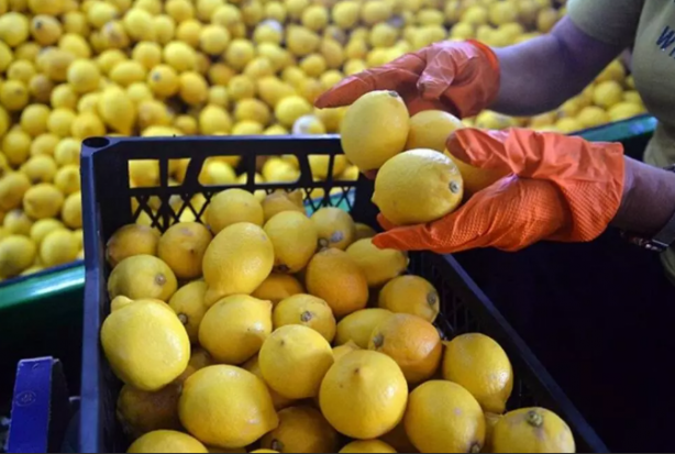 Foto - Dehşete düşüren iddia! Türkiye'den gönderilen limonlarda tespit edildi, o ülke hemen iade etti