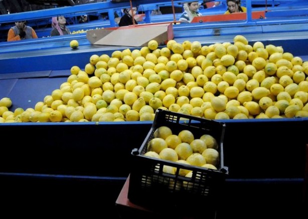 Foto - Dehşete düşüren iddia! Türkiye'den gönderilen limonlarda tespit edildi, o ülke hemen iade etti