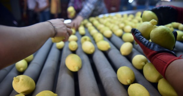Foto - Dehşete düşüren iddia! Türkiye'den gönderilen limonlarda tespit edildi, o ülke hemen iade etti