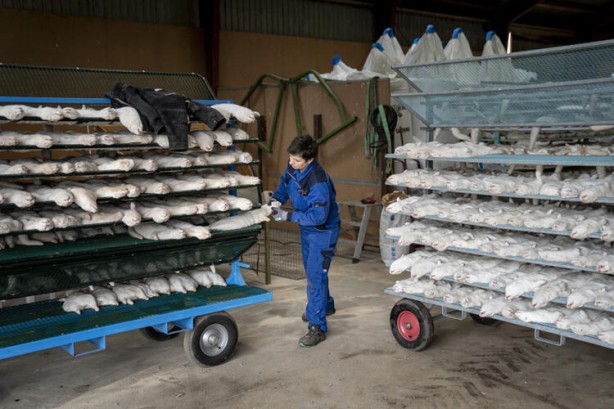 Foto - Dehşete düşüren kareler! Öldürmeye resmen başladılar