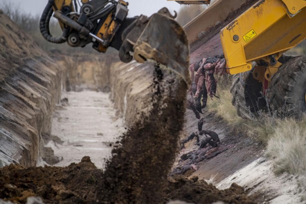 Foto - Dehşete düşüren kareler! Öldürmeye resmen başladılar