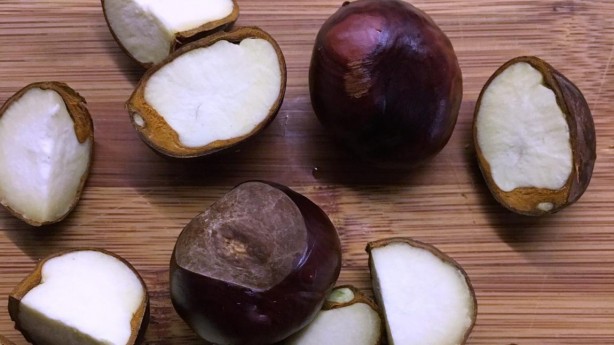 Foto - Dehşete düşüren kestane uyarısı