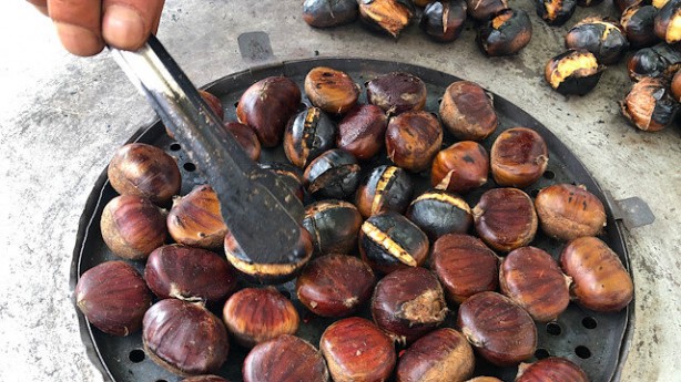 Foto - Dehşete düşüren kestane uyarısı
