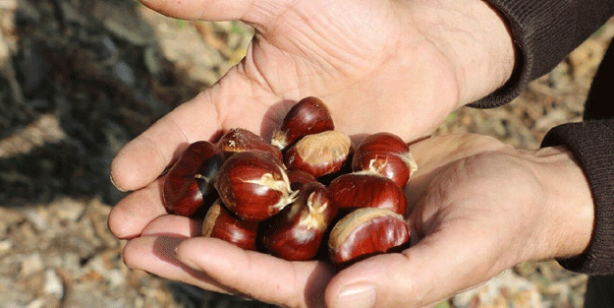 Dehşete düşüren kestane uyarısı