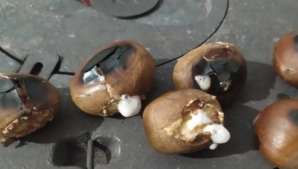 Foto - Dehşete düşüren kestane uyarısı