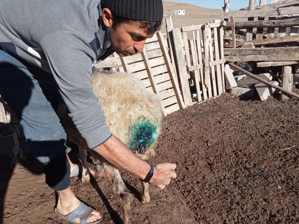 Foto - Dehşete düşüren manzara! Başıboş sokak köpekleri otlayan koyunları parçaladı