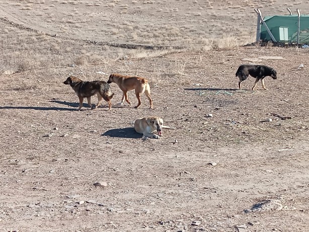 Foto - Dehşete düşüren manzara! Başıboş sokak köpekleri otlayan koyunları parçaladı