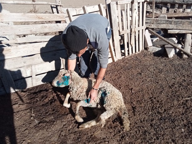 Dehşete düşüren manzara! Başıboş sokak köpekleri otlayan koyunları parçaladı