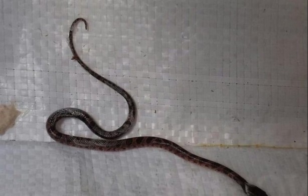 Foto - Dehşete düşüren olay! Marketten aldığı marulun içinden çıktı