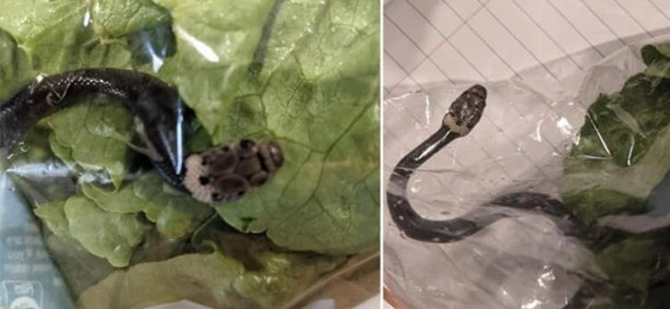 Dehşete düşüren olay! Marketten aldığı marulun içinden çıktı