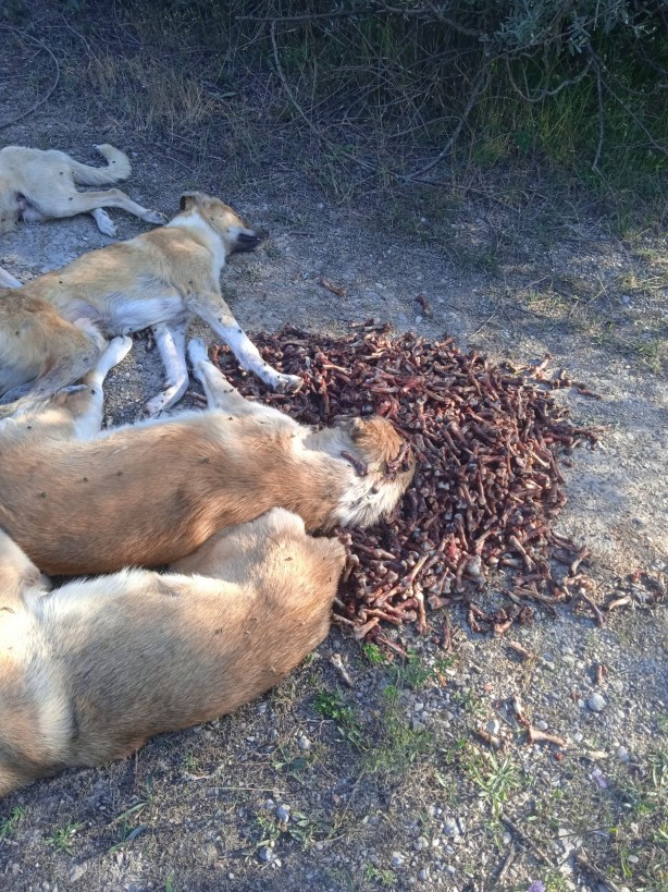 Foto - Dehşete düşüren olay! Yan yana dizilmiş köpekler ölü halde bulundu