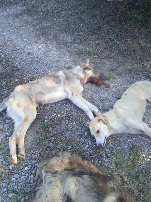 Foto - Dehşete düşüren olay! Yan yana dizilmiş köpekler ölü halde bulundu