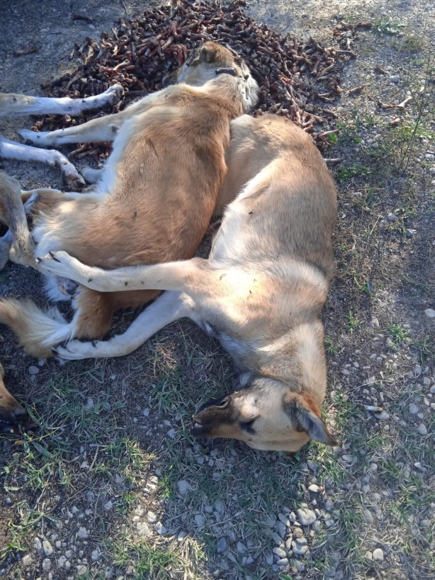 Foto - Dehşete düşüren olay! Yan yana dizilmiş köpekler ölü halde bulundu