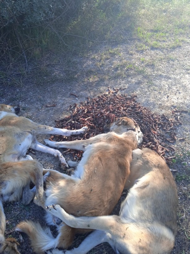 Foto - Dehşete düşüren olay! Yan yana dizilmiş köpekler ölü halde bulundu