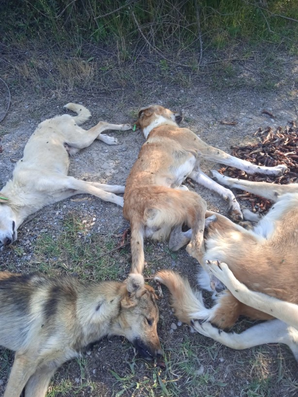 Foto - Dehşete düşüren olay! Yan yana dizilmiş köpekler ölü halde bulundu