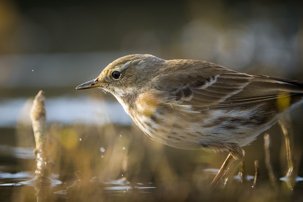 Foto - Deltada kışlayan göçmenler objektiflere takıldı