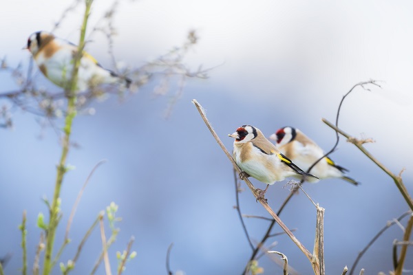 Foto - Deltada kışlayan göçmenler objektiflere takıldı