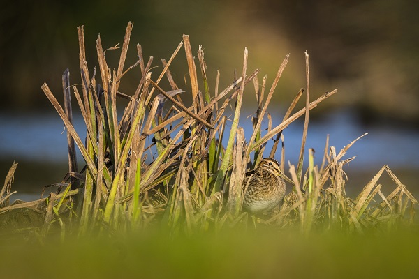 Foto - Deltada kışlayan göçmenler objektiflere takıldı