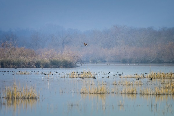 Foto - Deltada kışlayan göçmenler objektiflere takıldı
