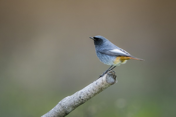 Foto - Deltada kışlayan göçmenler objektiflere takıldı