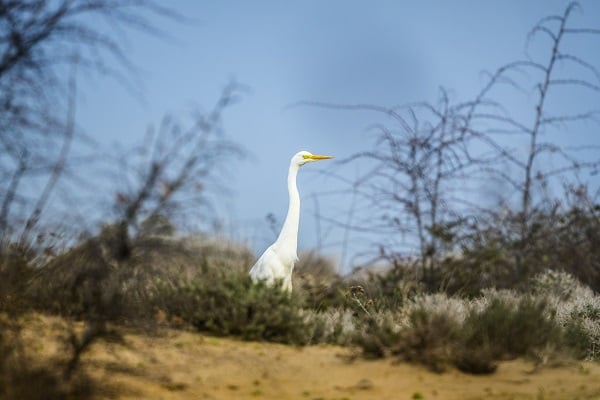 Foto - Deltada kışlayan göçmenler objektiflere takıldı