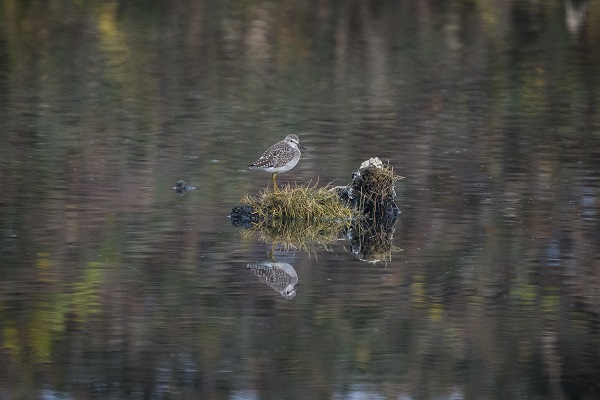 Foto - Deltada kışlayan göçmenler objektiflere takıldı
