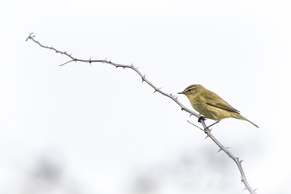 Foto - Deltada kışlayan göçmenler objektiflere takıldı