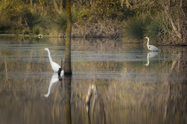 Foto - Deltada kışlayan göçmenler objektiflere takıldı