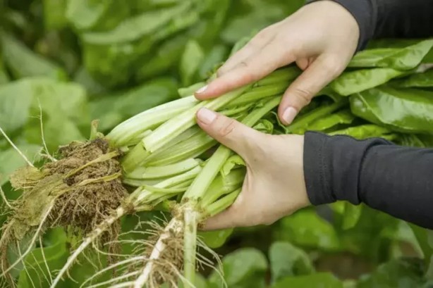 Foto - Demeti 30 lira: Yiyen 100 yaşını hedefliyor!