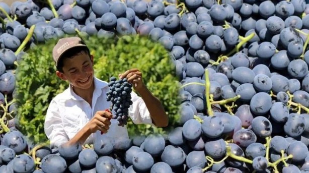 Foto - Demir eksikliğine son veren tescilli meyve!