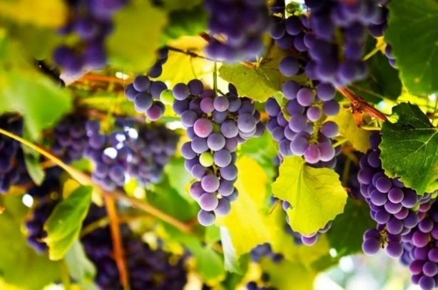 Demir eksikliğine son veren tescilli meyve!