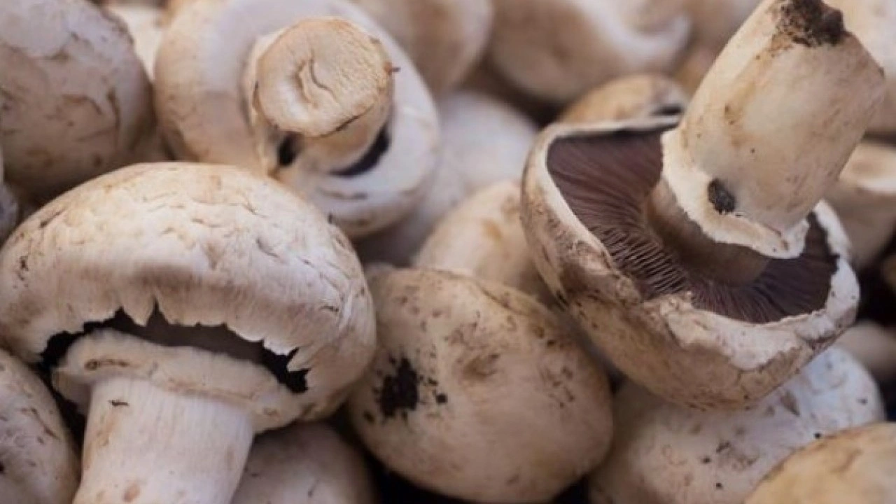 Foto - Demir seviyesi ve kas gücünü arttırıyor! Protein zengini 10 sebze belli oldu