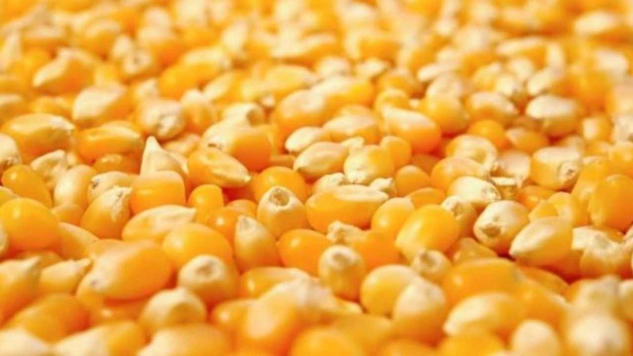 Foto - Demir seviyesi ve kas gücünü arttırıyor! Protein zengini 10 sebze belli oldu